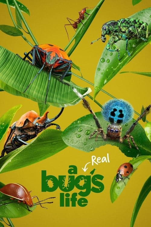 Title poster